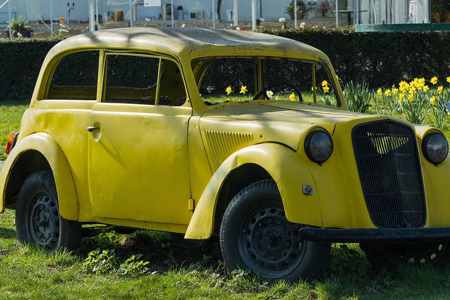 Auto, Oldtimer, Daffodils, osterglocken, wreck, car cemetery HD wallpaper