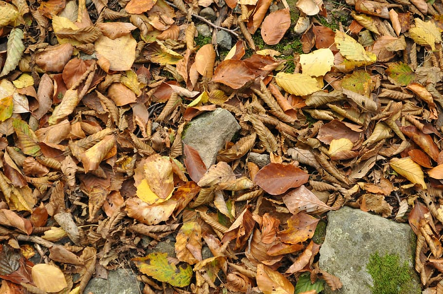 Autumn, Forest, Nature, leaf, close-up, no people, day, outdoors HD wallpaper
