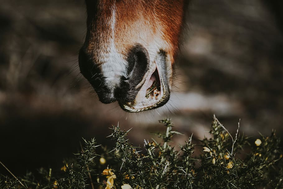 brown animal about to eat grass in closeup photography, animal eatting grass HD wallpaper