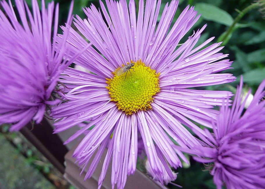 Flower, Blossom, Bloom, Macro, Close, purple, petal, fragility HD wallpaper