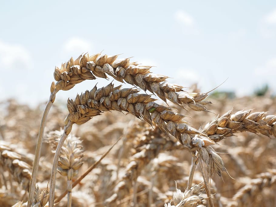 brown grain on macro shot, spike, wheat, cereals, field, wheat field HD wallpaper
