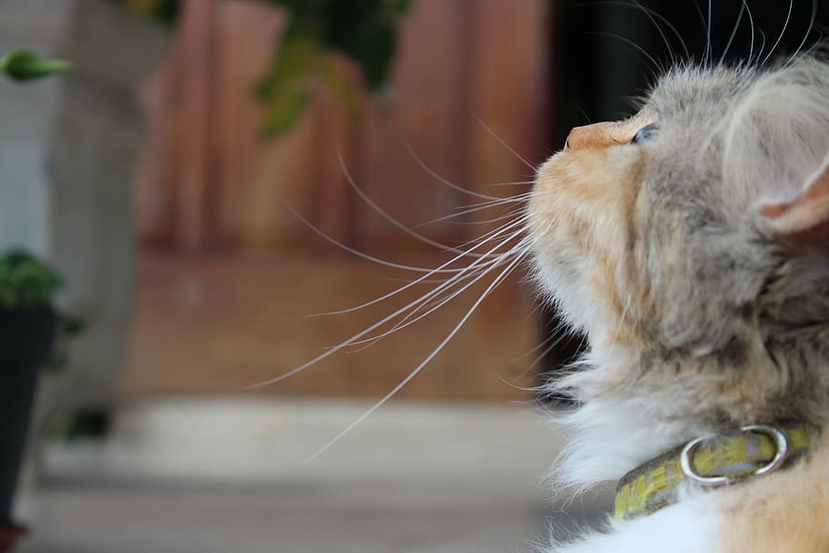 cat, pet, animals, calico, mammal, domestic, domestic animals HD wallpaper