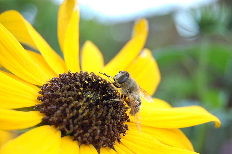 sunflower, bee, closeup, insects, bloom, bees, nature, flowers HD wallpaper