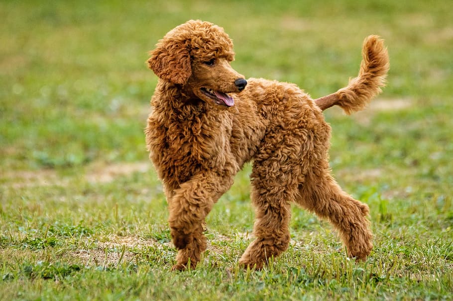 adult apricot standard poodle on green grass field during daytime, HD wallpaper