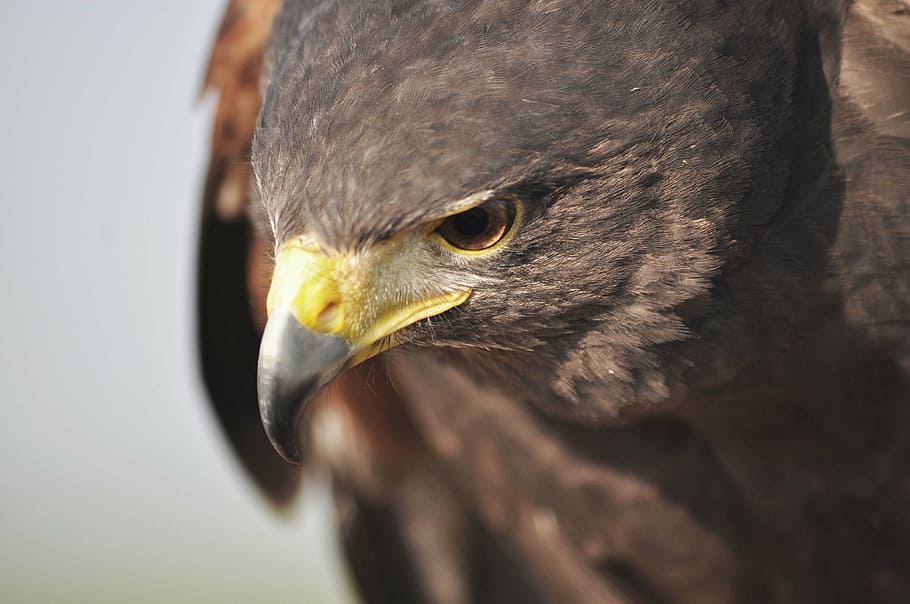 hawk, nature, hunting, eagle, sight, beak, bird, one animal HD wallpaper