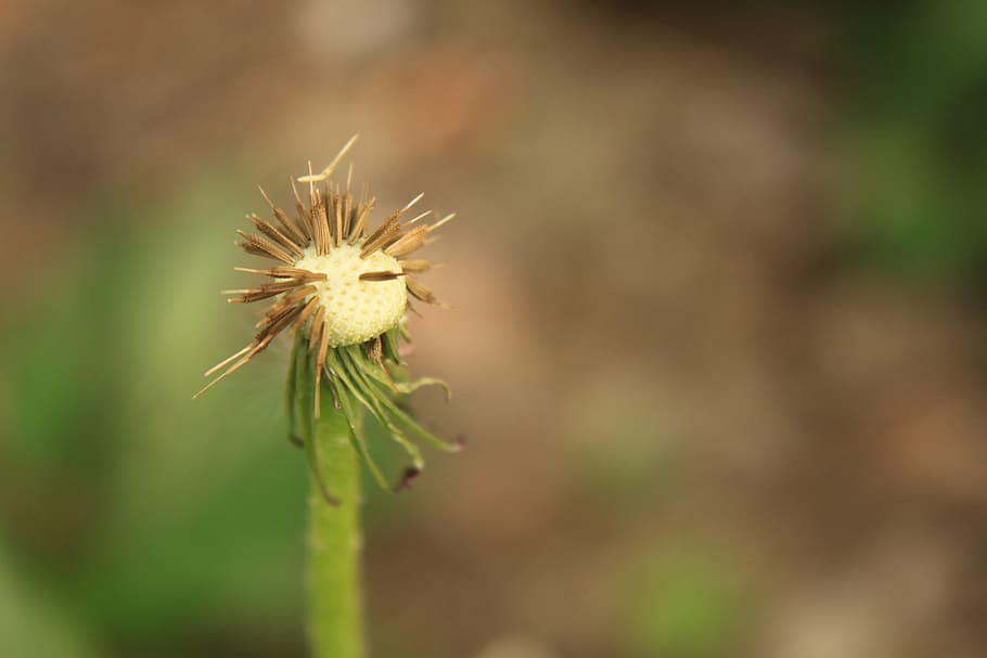 dandelion, empty, globe, seed, plants, spring, flower, flowering plant HD wallpaper