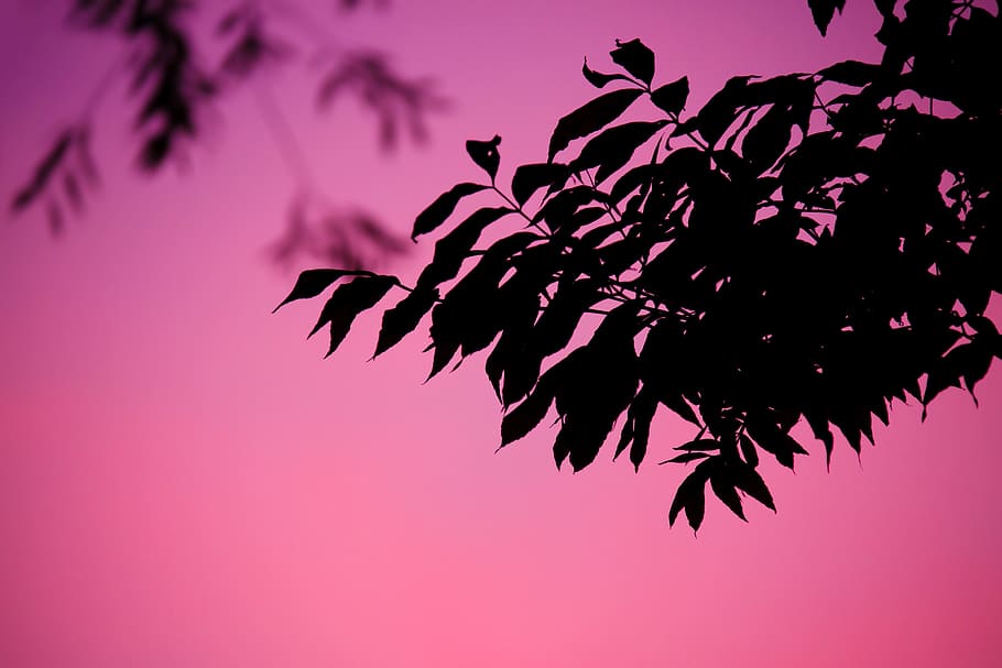 silhouette of black leaves, background, branch, dusk, evening HD wallpaper