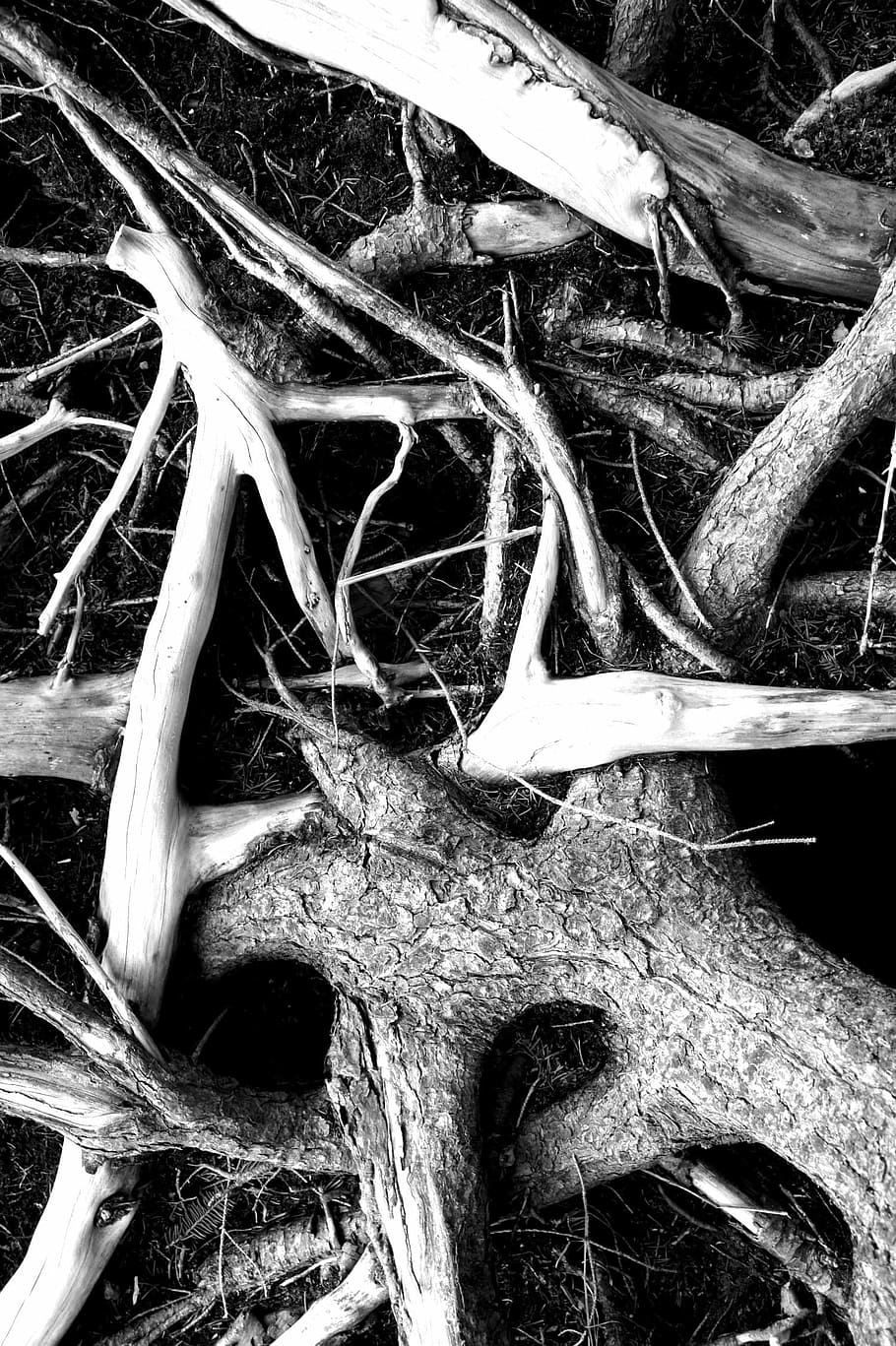 Root, Black White, White, Forest, Tree, tree trees, scenic HD wallpaper