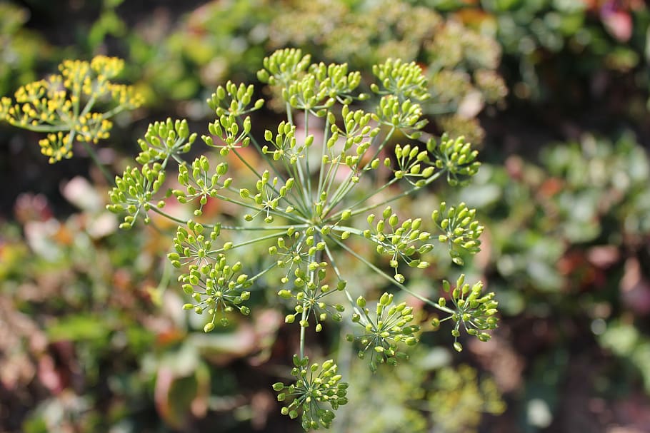 dill, culinary herbs, umbel, plant, growth, flower, flowering plant HD wallpaper