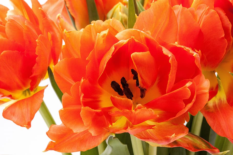orange tulip flower in close-up photography, lily, spring, nature HD wallpaper