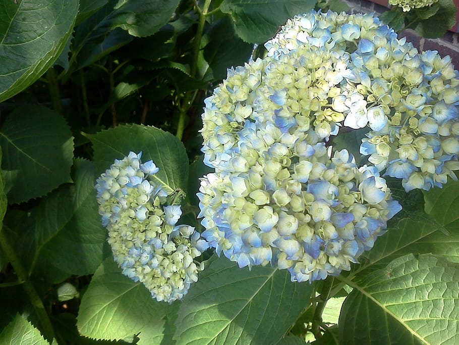 Hydrangea, Pastel, Flower, Flower, Garden, blue, leaves, spring HD wallpaper