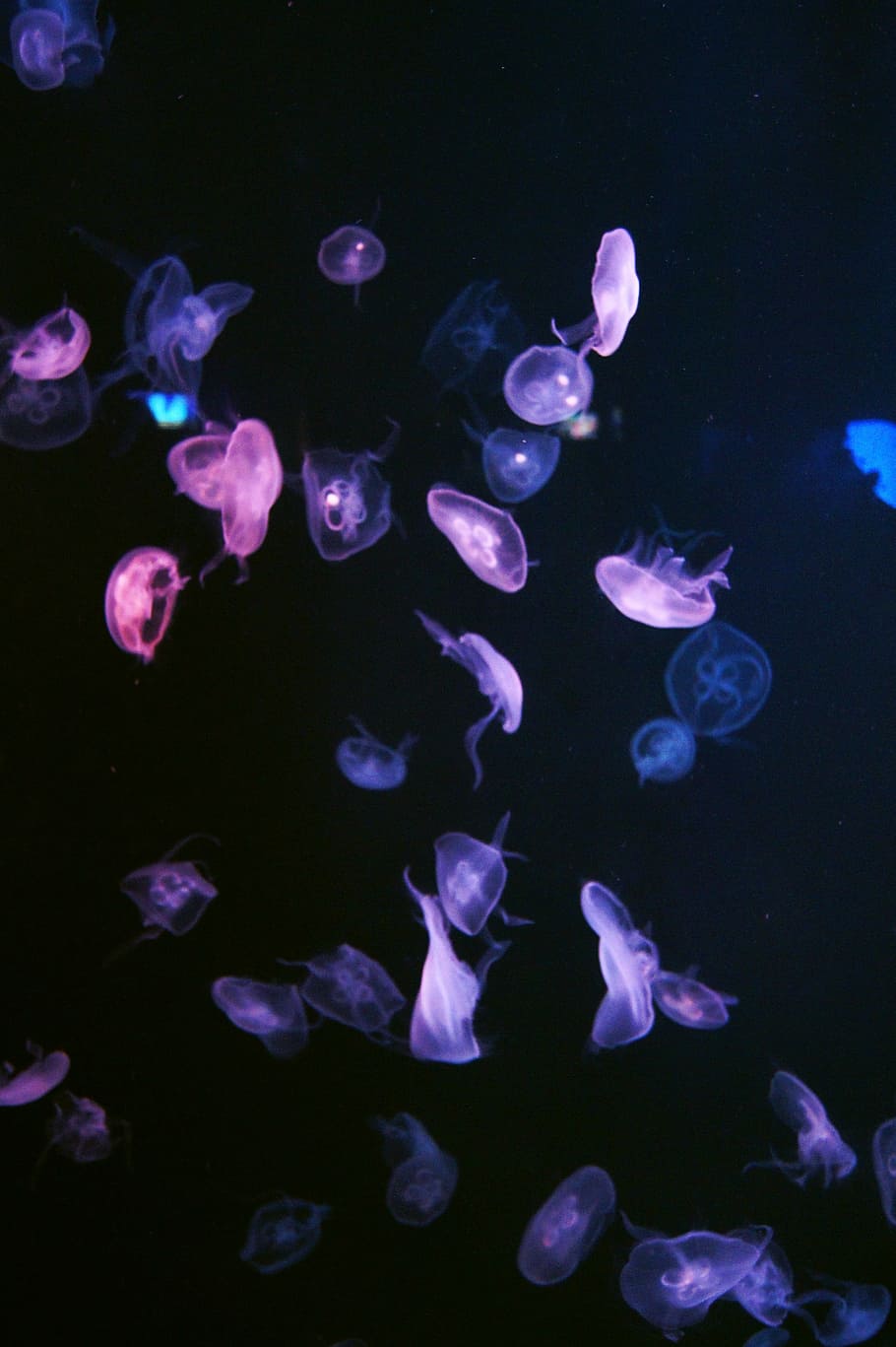 harbour, 燈, brief description about, jellyfish, animal themes HD wallpaper