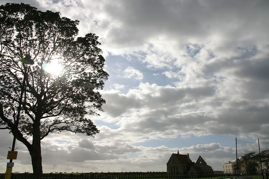 tree, sun, nature, landscape, season, sunlight, natural, sky HD wallpaper