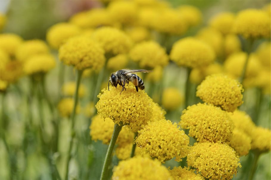 wasp, bee, insect, pollen, flower, flowering plant, yellow HD wallpaper