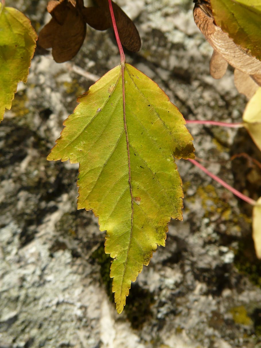 Fire, Maple, Leaf, Smart, Jagged, fire maple, small leaf, acer tataricum subsp ginnala, HD wallpaper