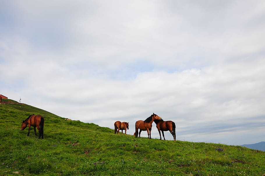 Alpine, Meadows, Horses, livestock, cloud - sky, grass, grazing HD wallpaper
