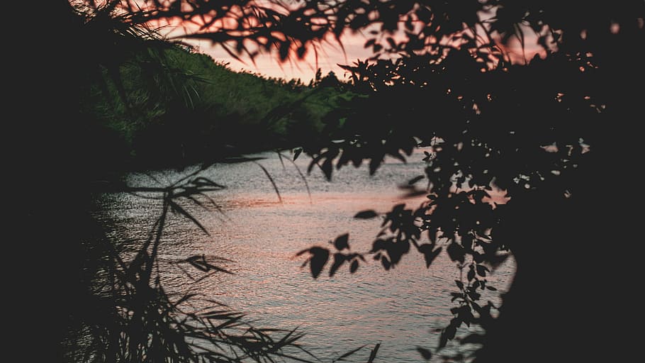 silhouette of plant near sea, silhouette of tree near body of water during daytime HD wallpaper