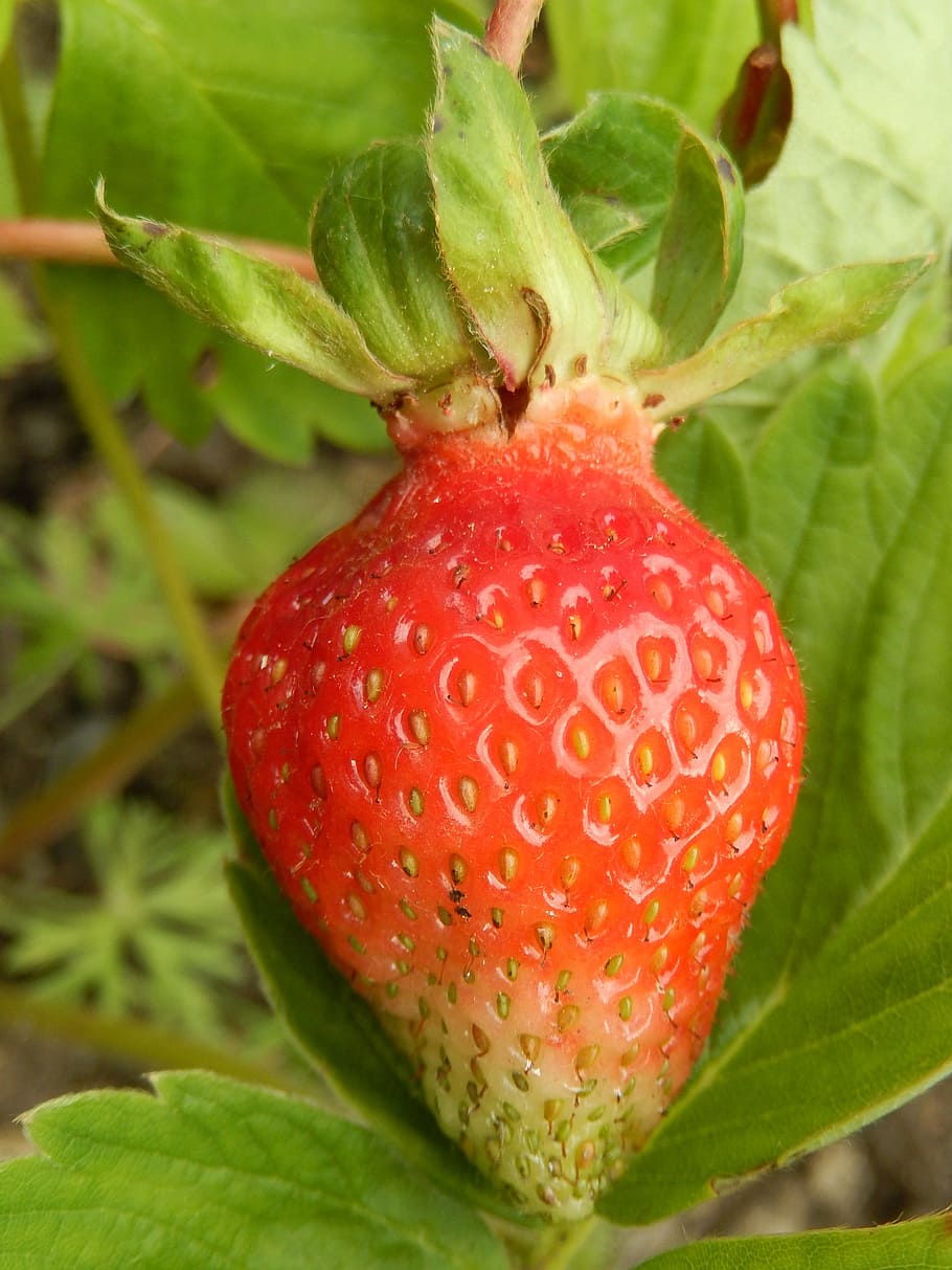 Strawberry, Garden, Spring, leaf, red, growth, food and drink HD wallpaper