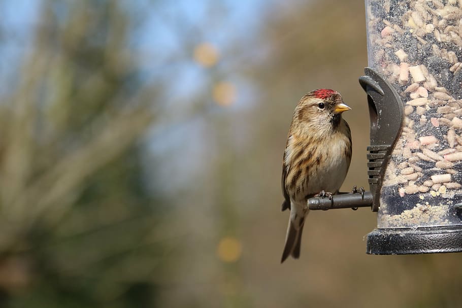 lesser redpoll, garden bird, feeder, cabaret, finch, small, HD wallpaper