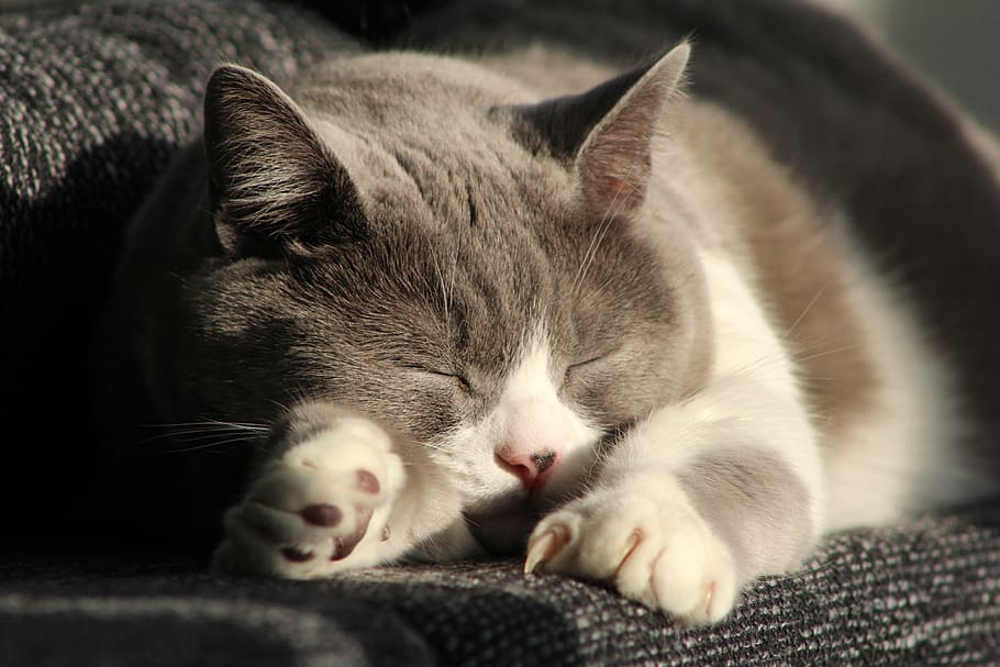 cat, mieze, animal, animal themes, mammal, domestic, pets, domestic animals HD wallpaper