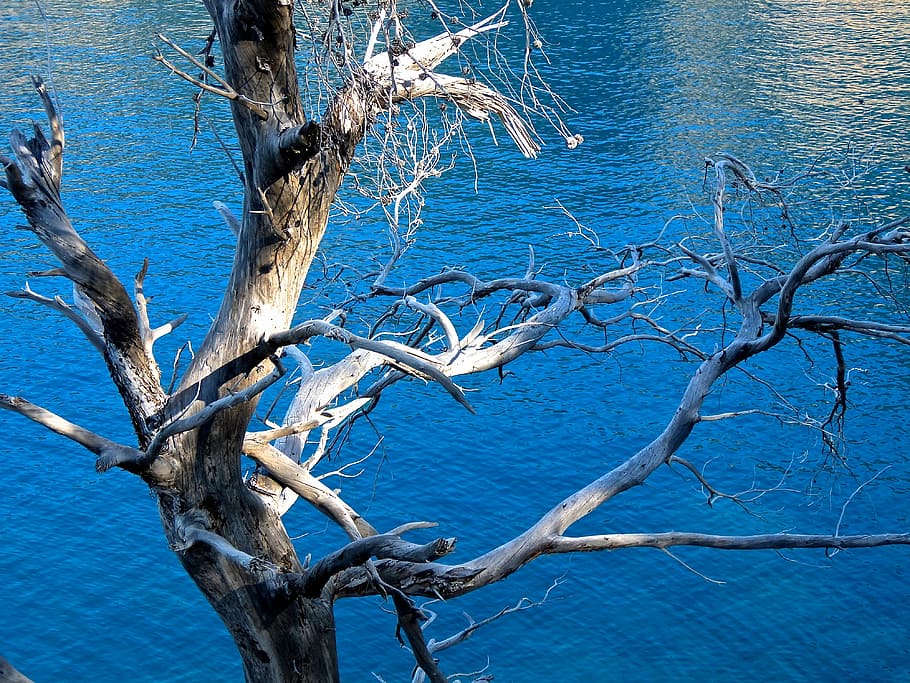 tree, dry, frame, mediterranean, water, mallorca, holiday, romantic HD wallpaper