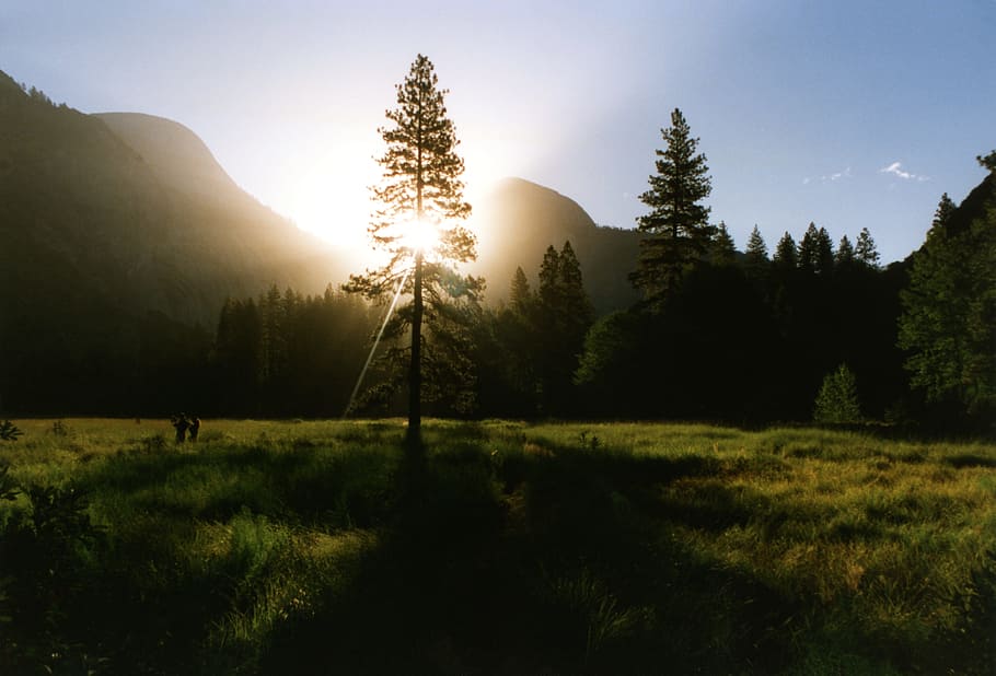 silhouette of tree during daytime, pine tree with sunlight and grass field HD wallpaper