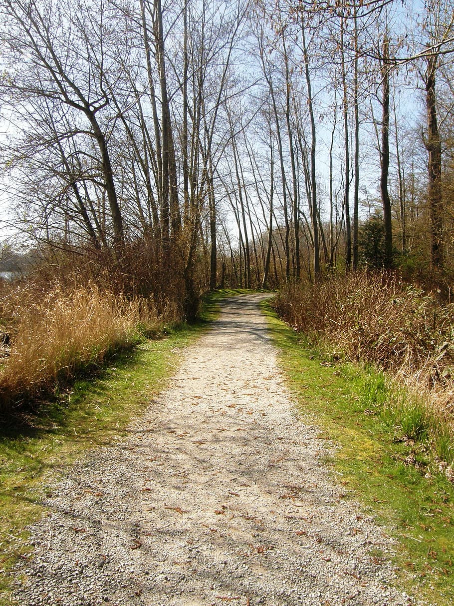 Path, Woods, Forest, Trail, Tree, inspirational, nature, footpath HD wallpaper