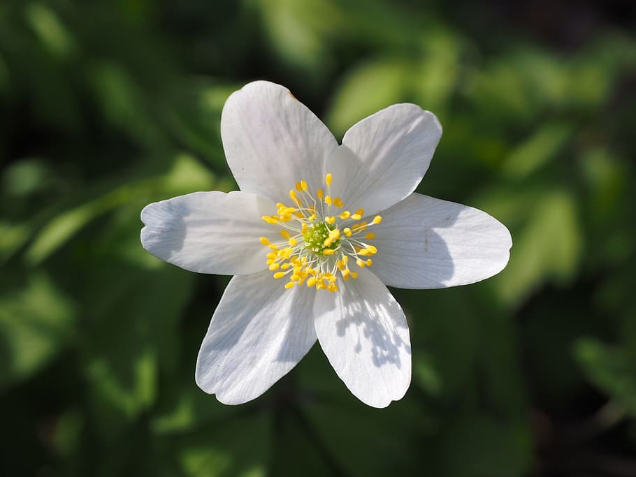 wood anemone, blossom, bloom, flower, white, anemone nemorosa, HD wallpaper