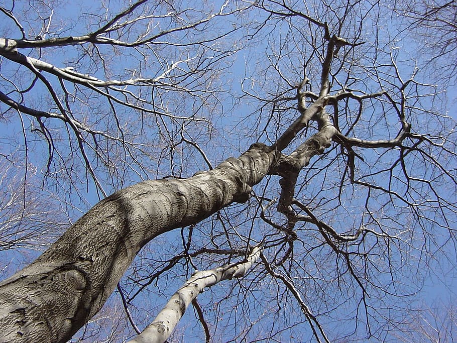 forest, trees, nature, kahl, branch, bare tree, sky, plant HD wallpaper
