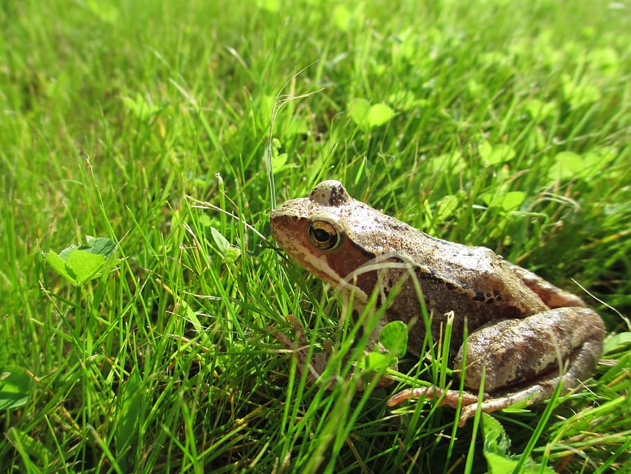 frog, common frog, prince, grass, animal, amphibian, nature HD wallpaper