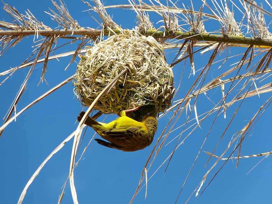 bird holding bird nest, yellow weaver bird, south africa, blue