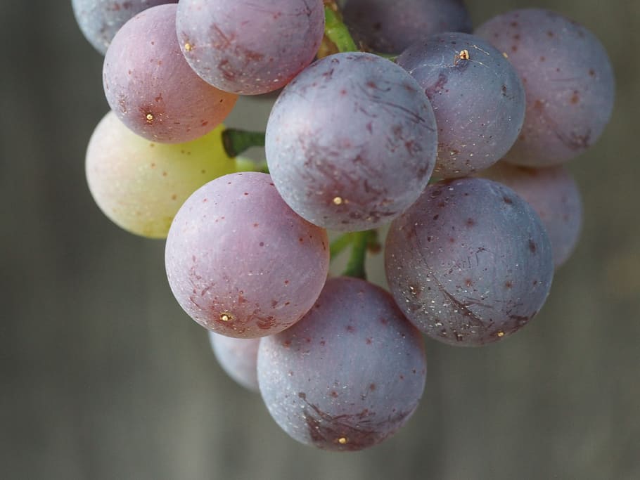 grape, fruit, grapes, eat, healthy, green, winegrowing, food HD wallpaper