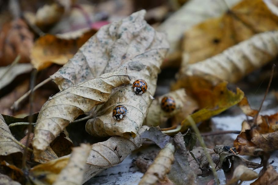 Leaves, Ladybug, Forest, Nature, Close, macro, insect, beetle