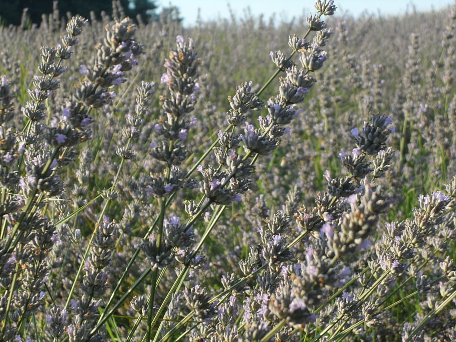 lavender, sun, summer, plant, growth, land, nature, flower HD wallpaper