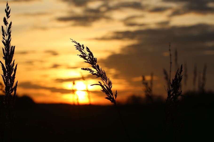 Sun, Sunset, Evening, Grass, evening sky, abendstimmung, setting sun HD wallpaper