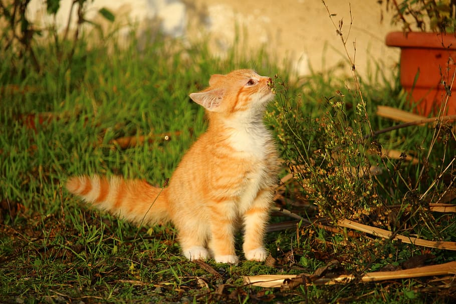 photo of orange tabby cat sitting on grass, Kitten, cat baby, HD wallpaper