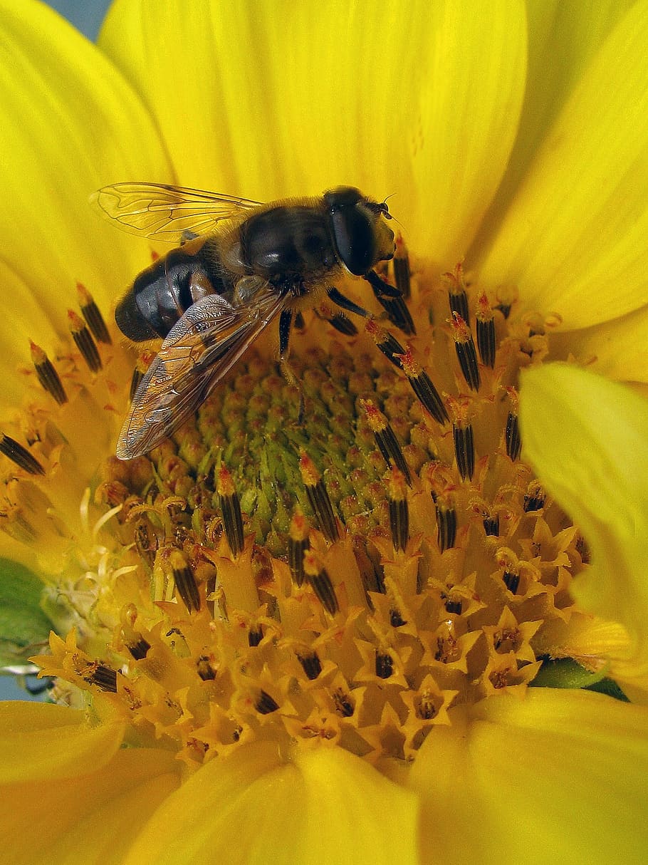 bee, nectar, insect, honey, pollen, sunflower, yellow, pollinate HD wallpaper