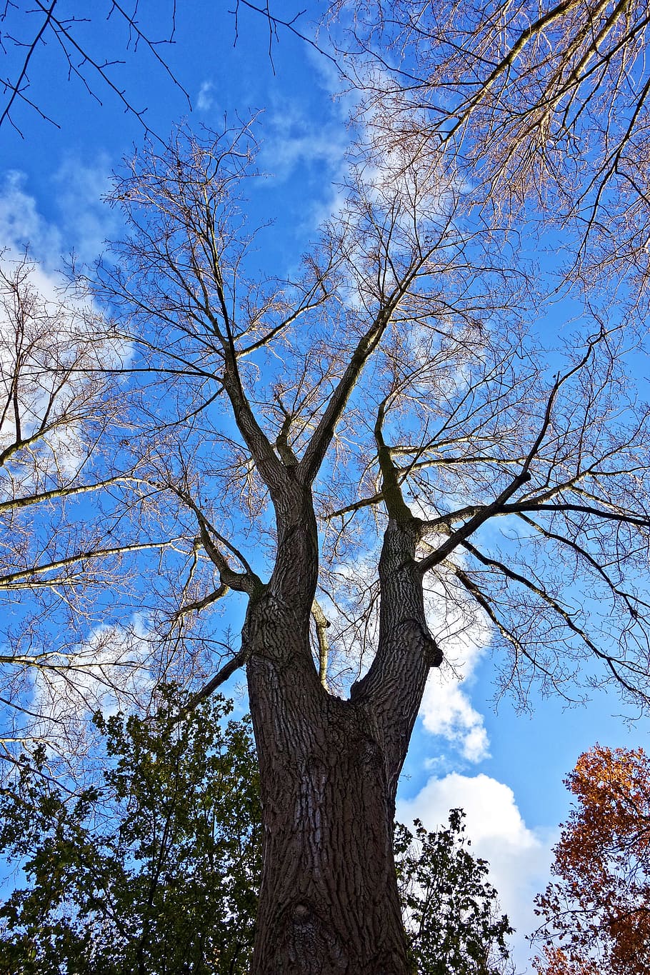 tree, trunk, branches, bark, tree top, bare tree, winter tree HD wallpaper