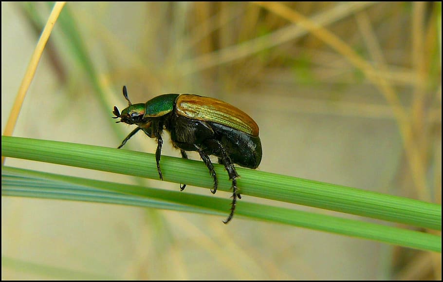 Beetle, Insect, Climb, Macro, insect macro, beetle macro, animal HD wallpaper