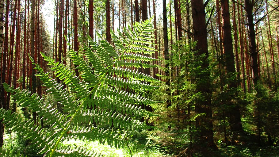 fern, forest, tree, land, shearling, thicket, grass, clover HD wallpaper