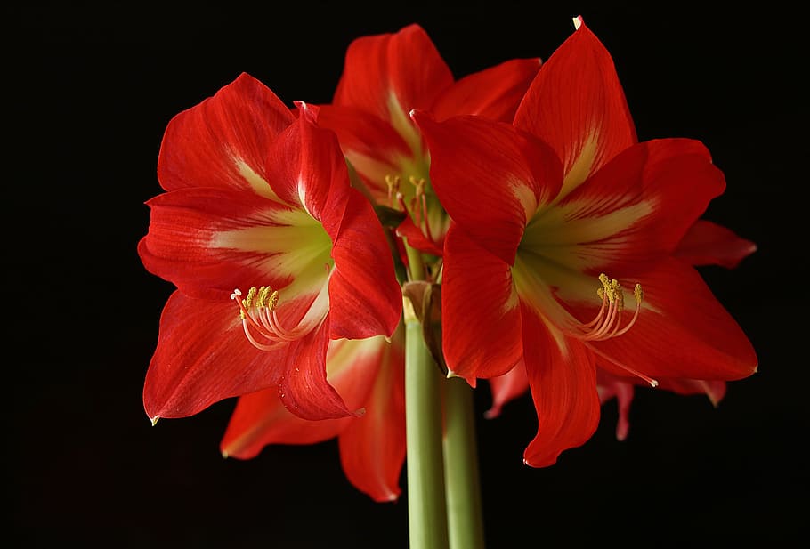 Amaryllis Flower Blossom Bloom Red