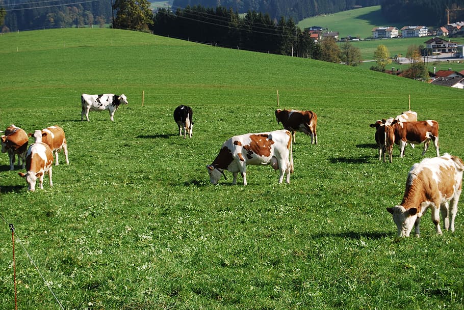 Landscape, Cows, Mountain Meadows, pasture, nature, beef, ruminant HD wallpaper