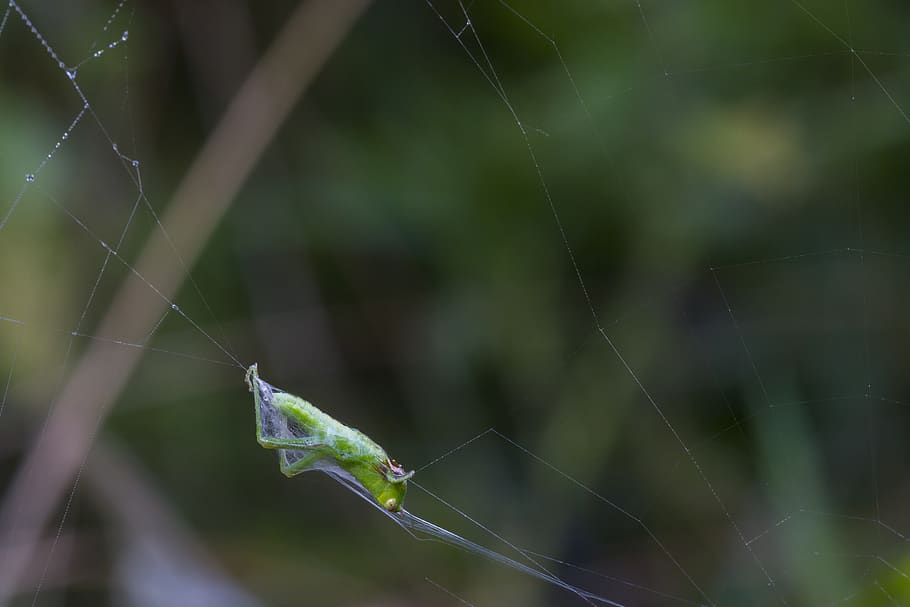 grasshopper, in the network, caught, cobweb, prey, spider web HD wallpaper