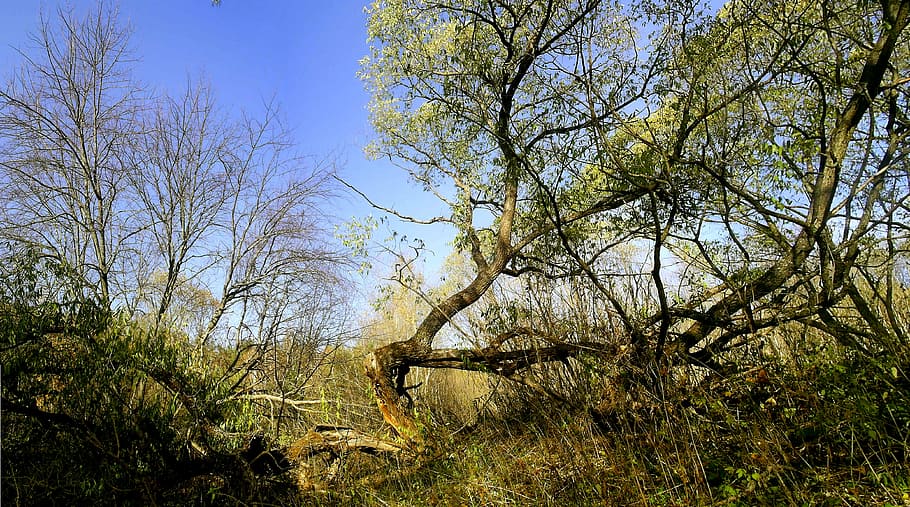 tree, nature, landscape, trees, forest, trunk, bark, willow HD wallpaper