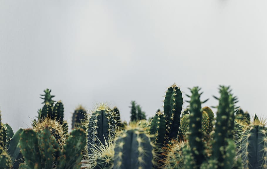 green cacti, cactus plants, spiny, succulent, nature, sky, background, HD wallpaper