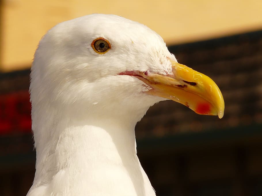 yellow beak white bird photo, seagull, bill, feather, close HD wallpaper