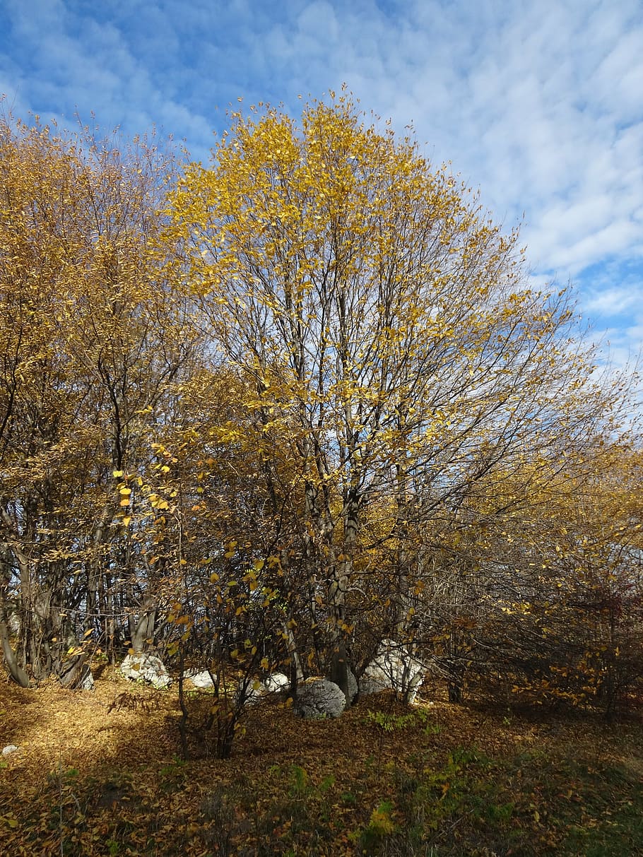 tree, rocks, landscape, nature, autumn, plant, sky, no people HD wallpaper