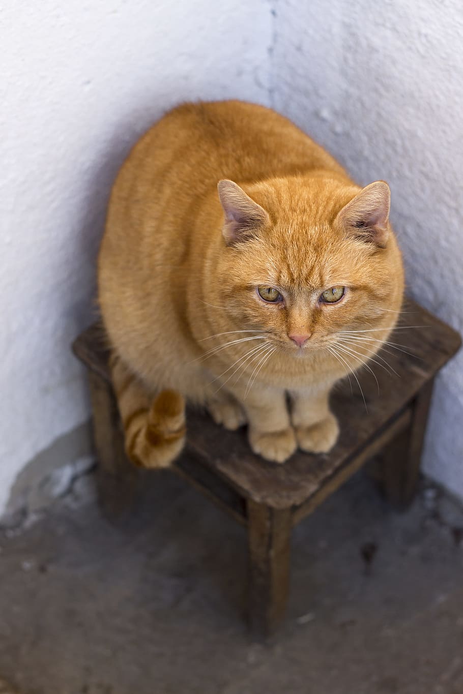 Cat, Redhead, Stool, Angle, White Wall, pet, red-headed cat HD wallpaper