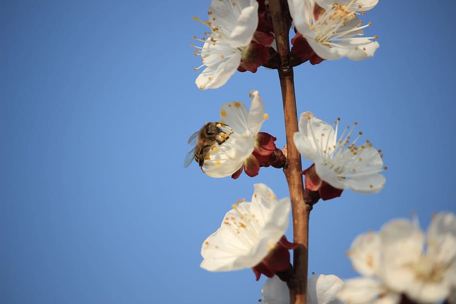 Spring, Bee, Color, Apricot, color apricot, nature, tree, sky HD wallpaper