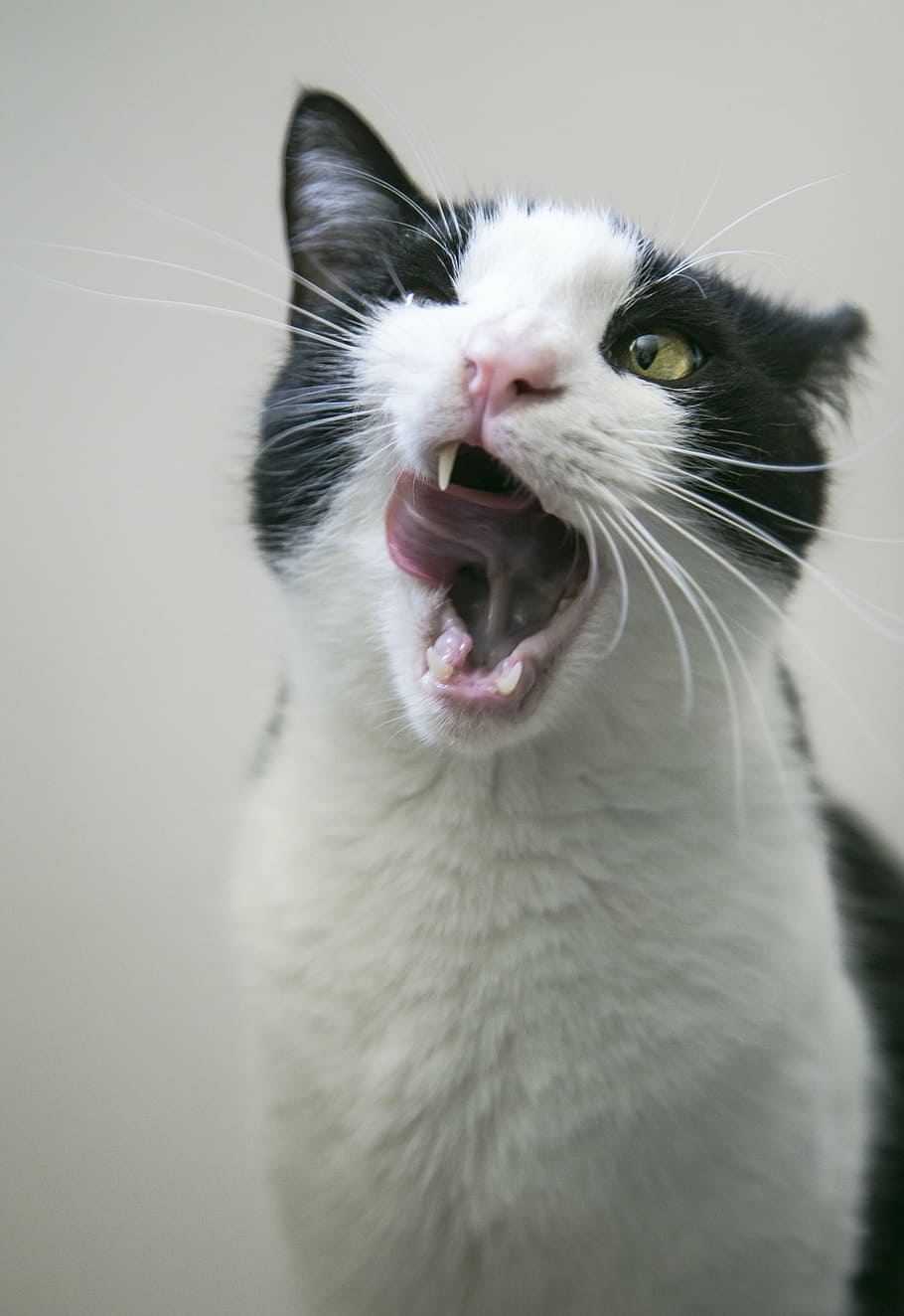 selective focus photography of tuxedo cat, feline, lick, tongue